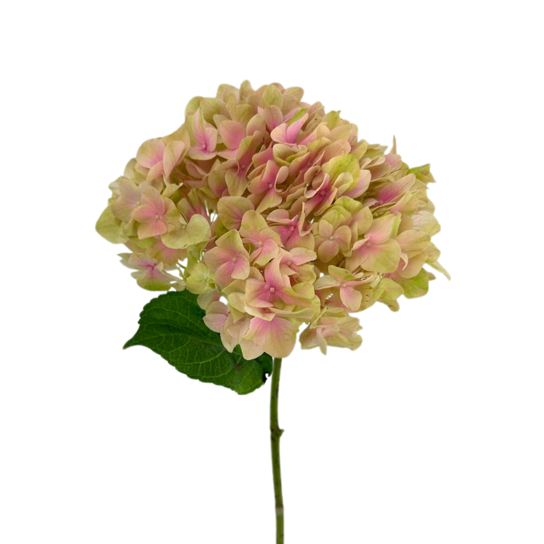 Hydrangea Magical Pink (Single Stem)