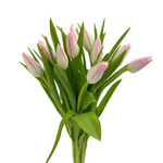 Tulips Blush (10 stems)