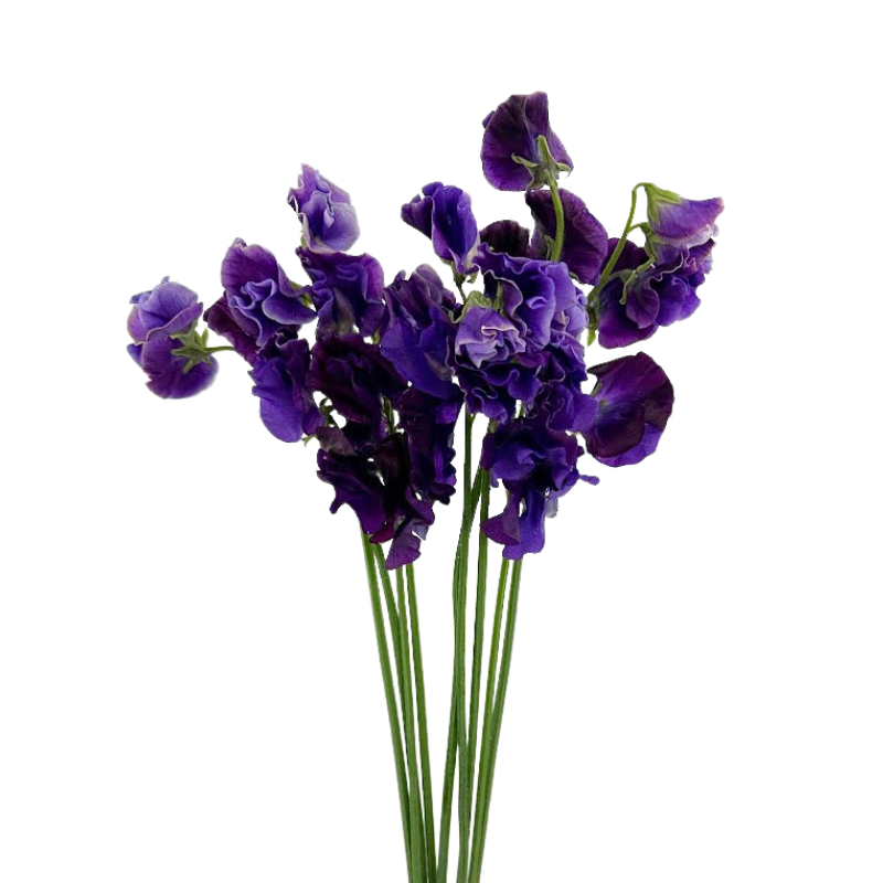 Sweet Pea Purple