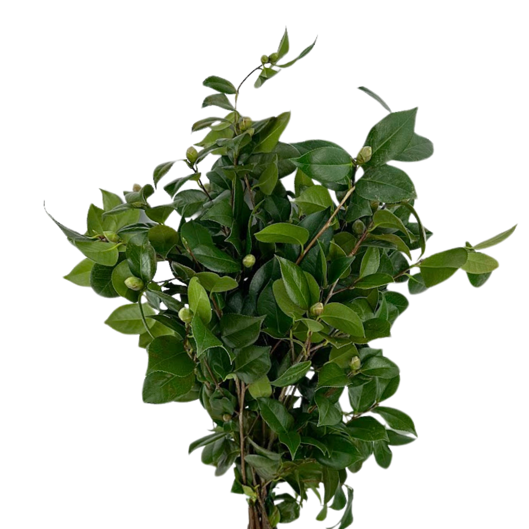 Camellia Foliage