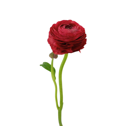 Ranunculus Red (10 stem bunch)