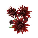 Pompom Cushion Red (7 stems)
