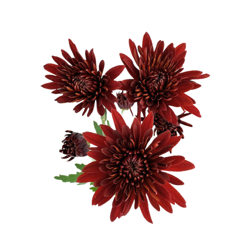 Pompom Cushion Red (7 stems)