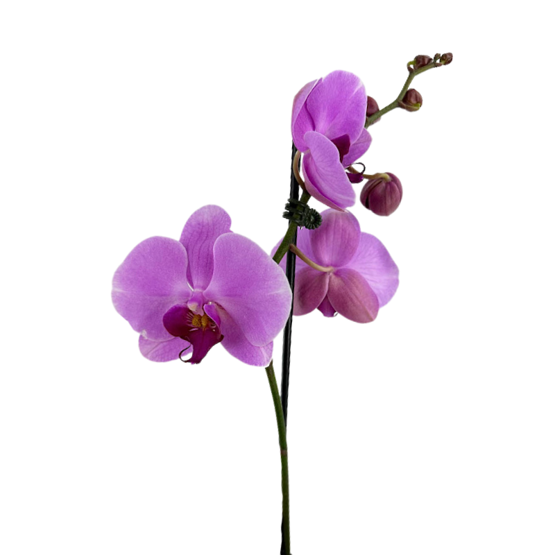 Orchid Phalaenopsis Plant Lavender