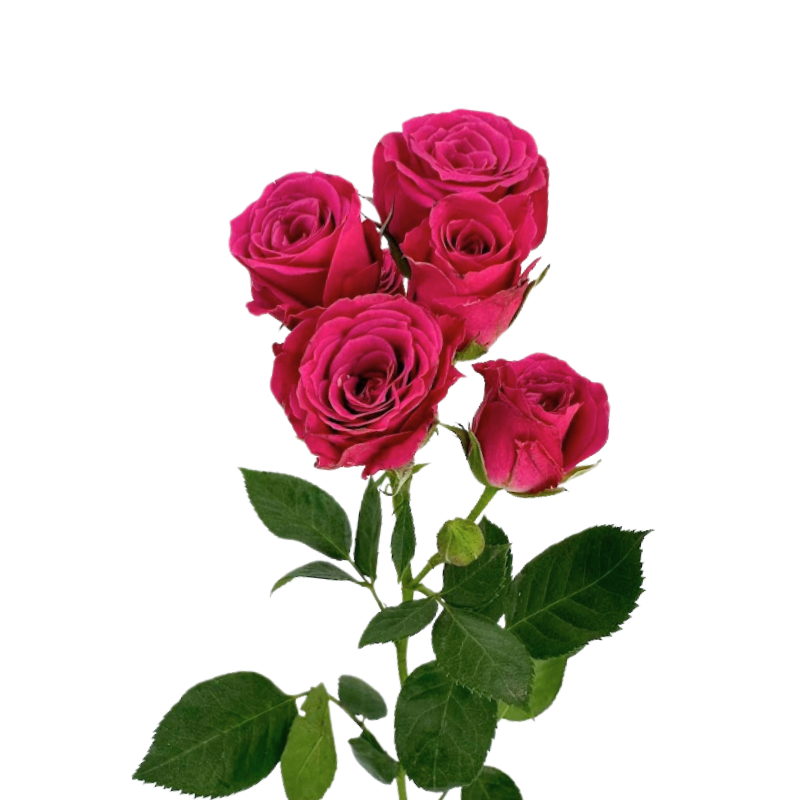 Spray Roses Hot Pink (10 stems)
