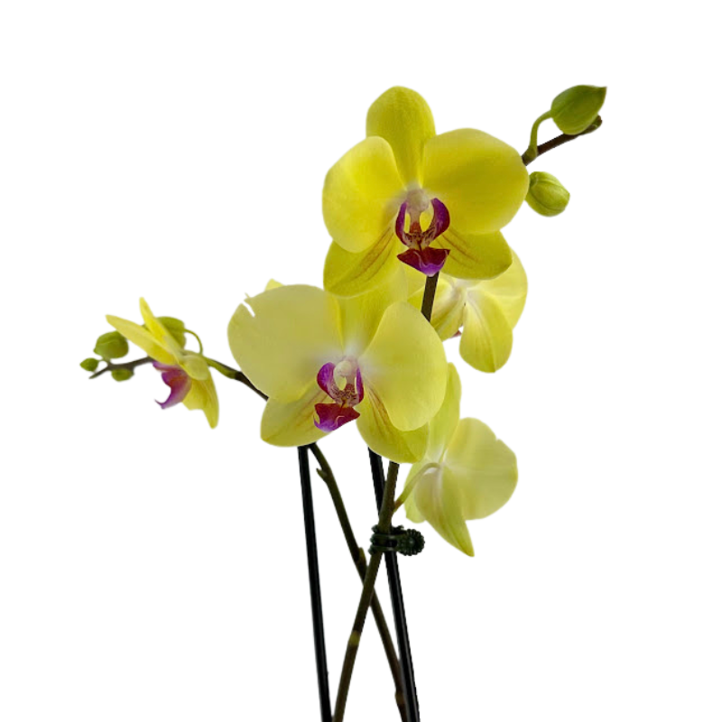 Orchid Phalaenopsis Plant Yellow