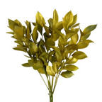Ruscus Israeli Tinted Gold (10 Stems)