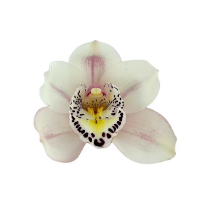 Orchid Cymbidium Blush (SINGLE STEM)