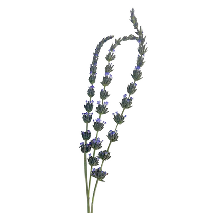 Lavender-Fresh (10 stem bunch)