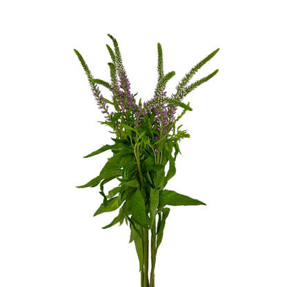 Veronica Pink (10 stem bunch)