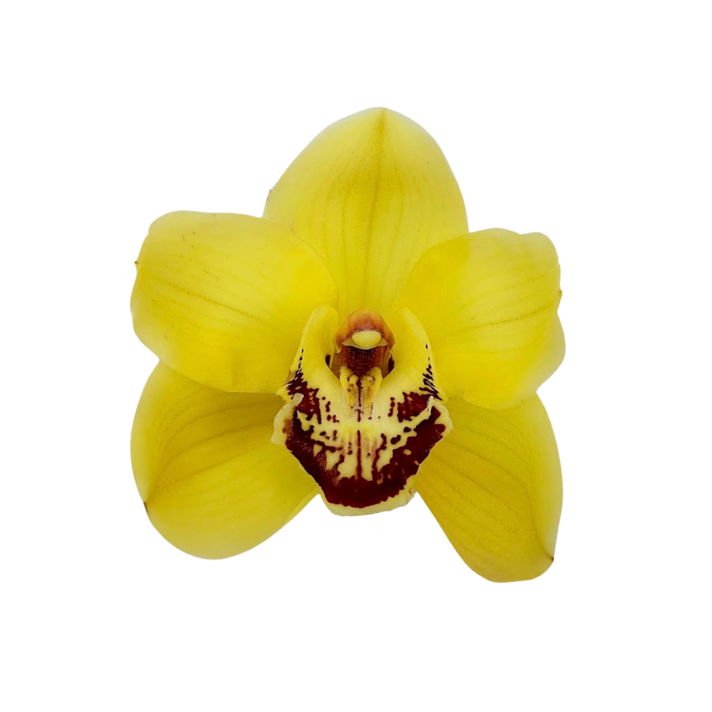 Orchid Cymbidium Yellow (Stem)