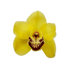 Orchid Cymbidium Yellow (Stem)