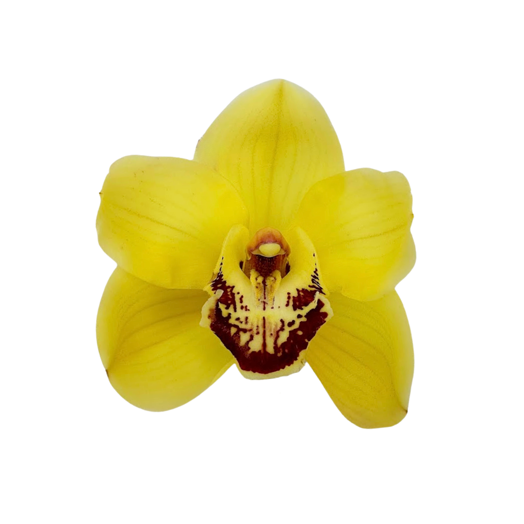 Orchid Cymbidium Yellow (Stem)