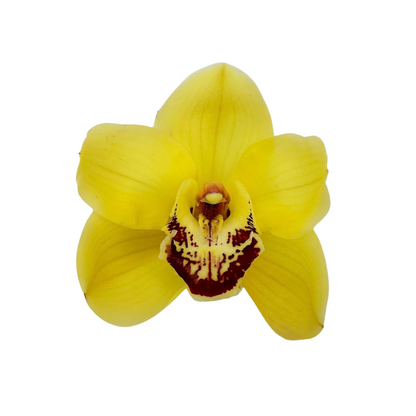 Orchid Cymbidium Yellow (SINGLE STEM)