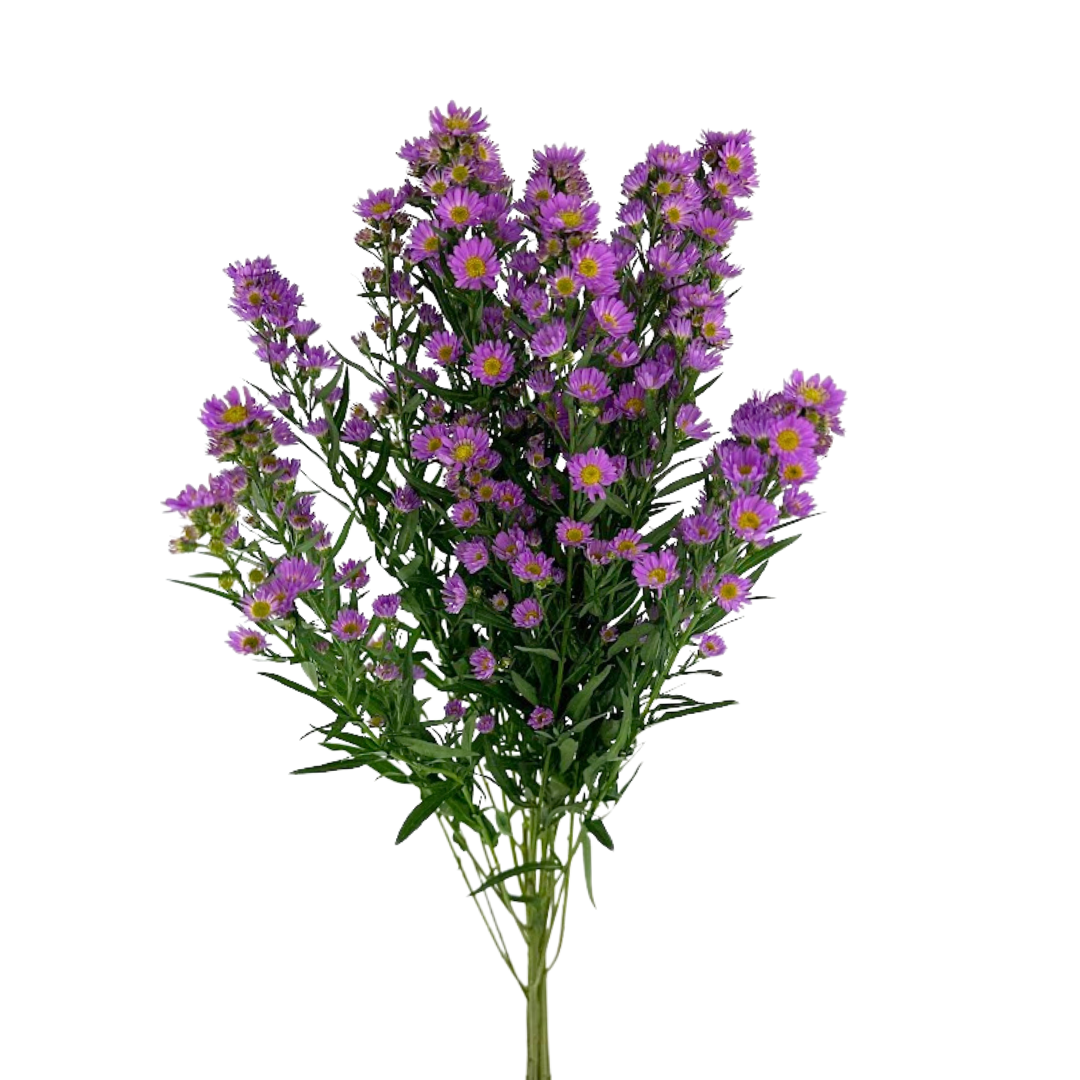 Asters Pink Carnival (5 Stem Bunch)