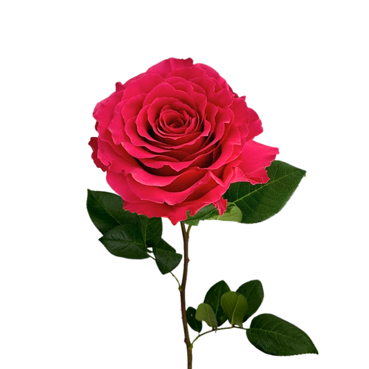 ROSE HOT PINK FULL MONTY (25 STEM BUNCH)