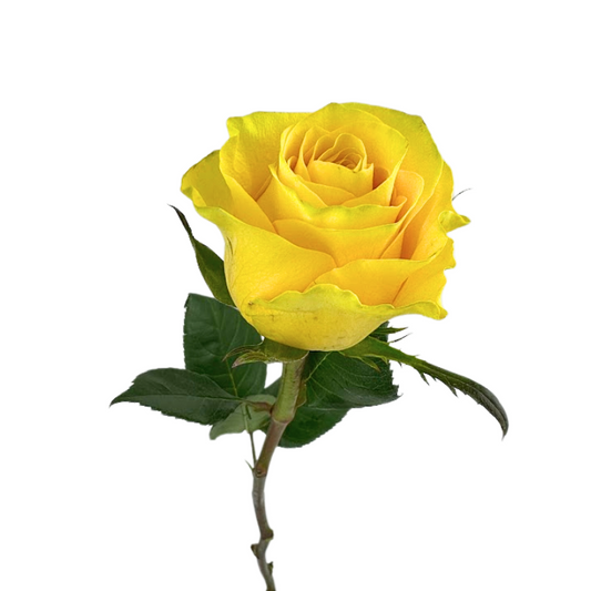 ROSE YELLOW BRIGHTON (25 STEM BUNCH)