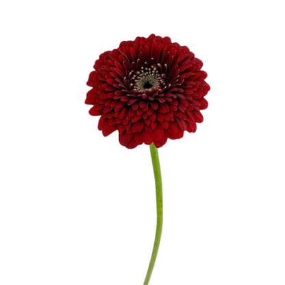Gerbera Gerrondo Red (10 stem bunch)