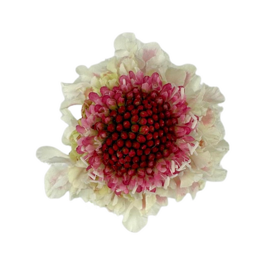 Scabiosa Bicolor Pink (10 stem bunch)