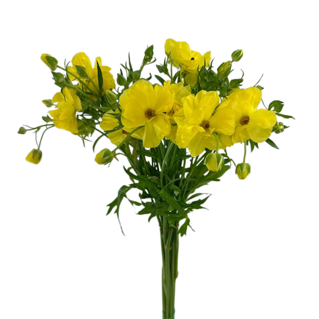 Ranunculus Butterfly Yellow (10 Stems)