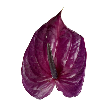 Anthurium, Purple (15 stems minimum)