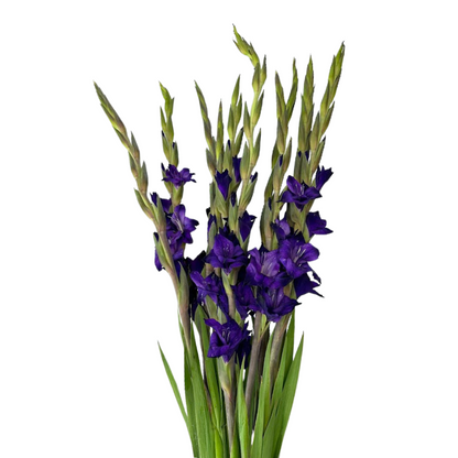 Gladiola Purple (10 stem bunch)
