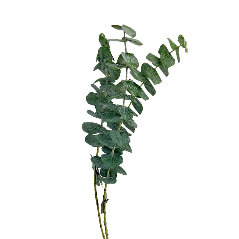 Eucalyptus Baby Blue (10 stems)