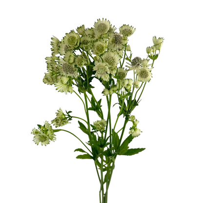 Astrantia White (10 stem bunch)