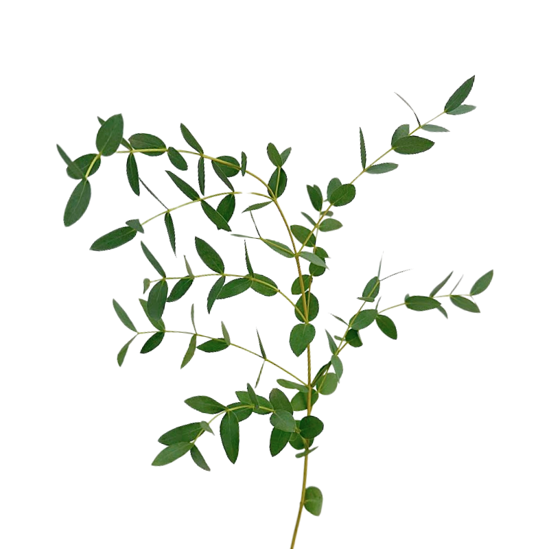 Eucalyptus Parvifolia (10 stems)