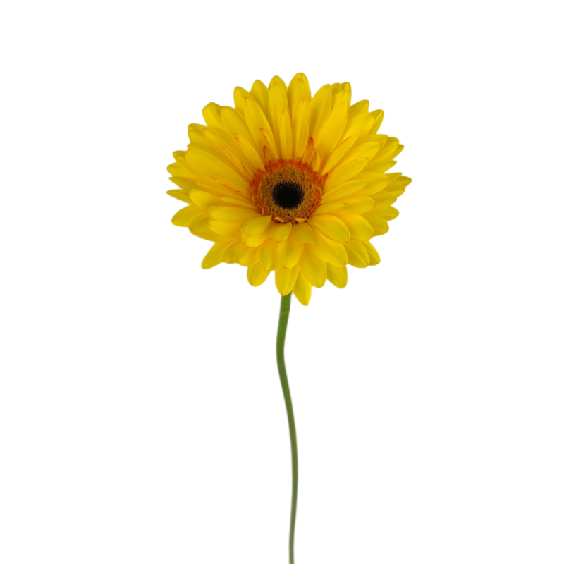 Gerbera Dark Center Yellow (10 stems)