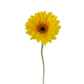 Gerbera Dark Center Yellow (10 stems)