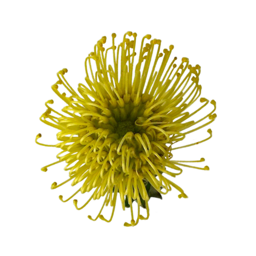 Pincushion Protea Yellow (10 Stem)