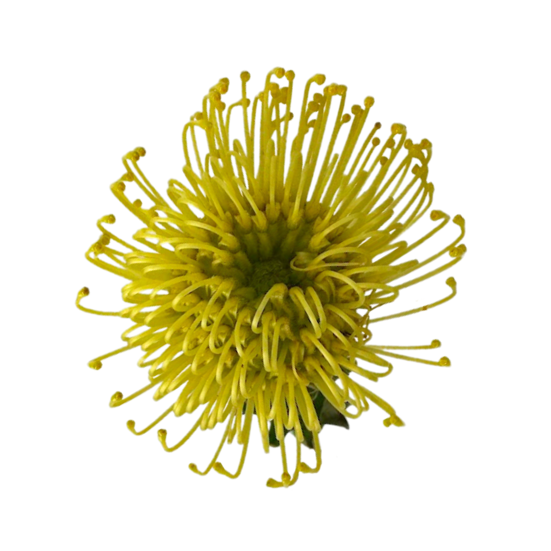 Pincushion Protea Yellow (10 Stem)