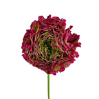 Ranunculus Pom Dragonfruit