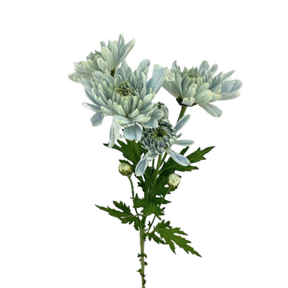Pom Cushion Bluocean Sapphire (7 stem bunch)