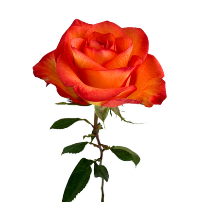 ROSE ORANGE HIGH AND MAGIC (25 STEM BUNCH)