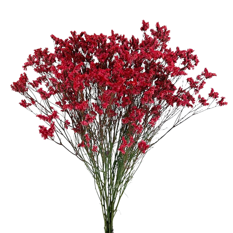 Limonium Tinted Red