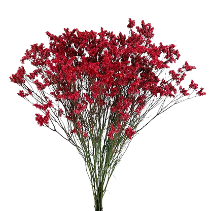 Limonium Tinted Red (10 stem bunch)