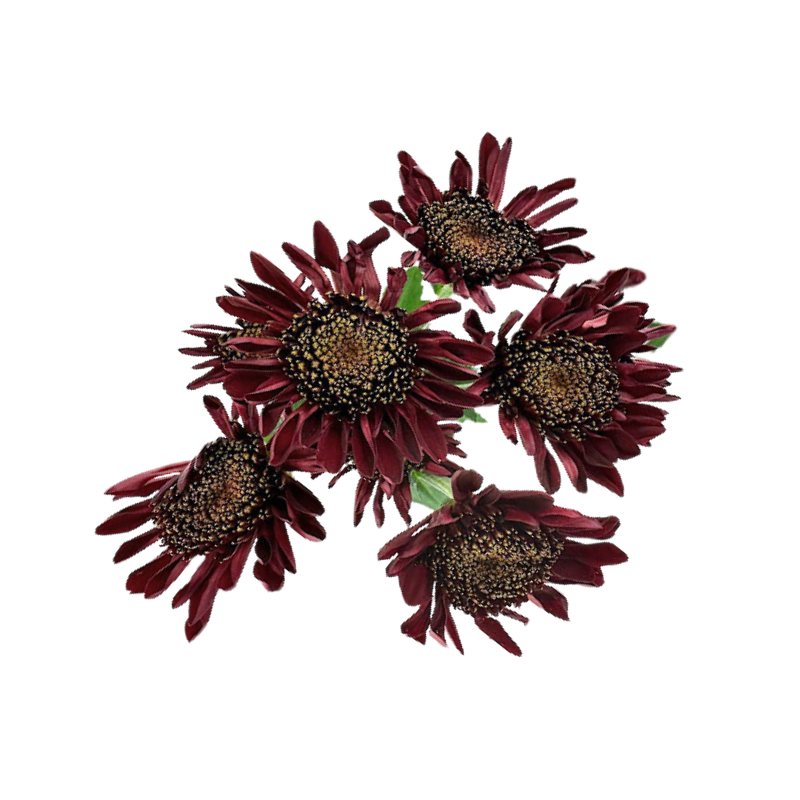 Pom Cushion Red Cabaret