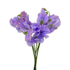 Sweet Pea Lavender (10 Stems)