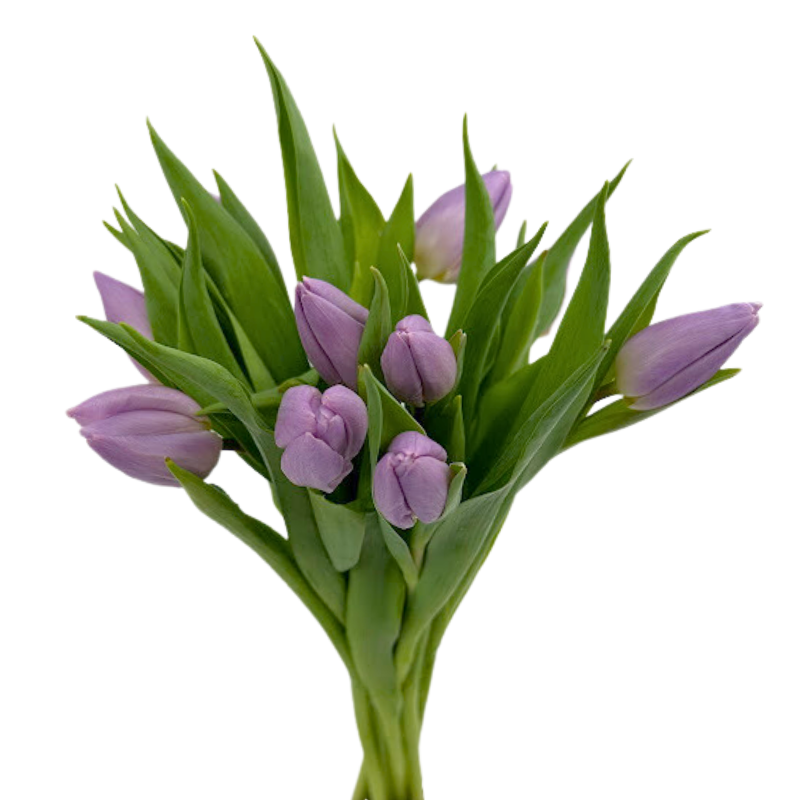 Tulips Lavender (10 stems)