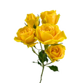 Spray Roses Yellow (10 stems)