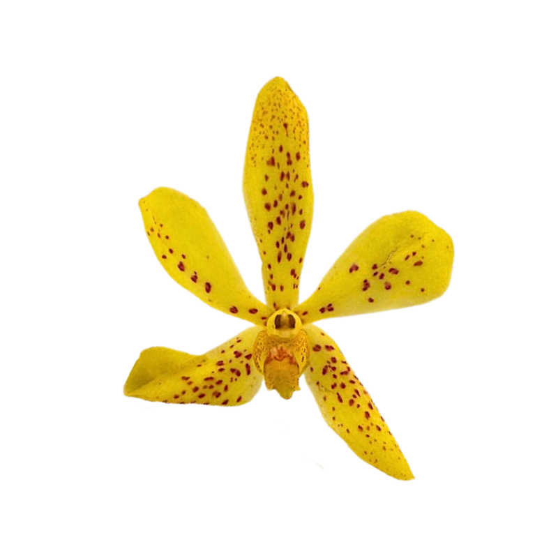 Orchid Mokara Yellow Twilight