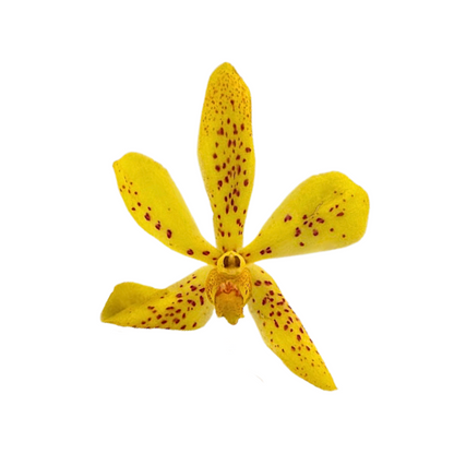 Orchid Mokara Yellow Twilight (10 stem bunch)