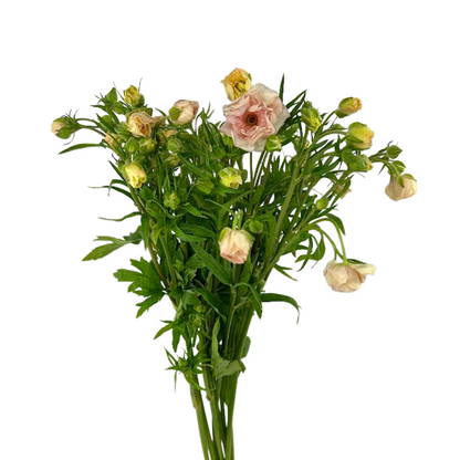 Ranunculus Butterfly Light Pink (10 stem bunch)