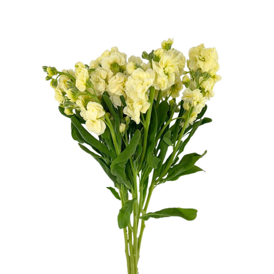 STOCK SPRAY YELLOW (5 STEM BUNCH)