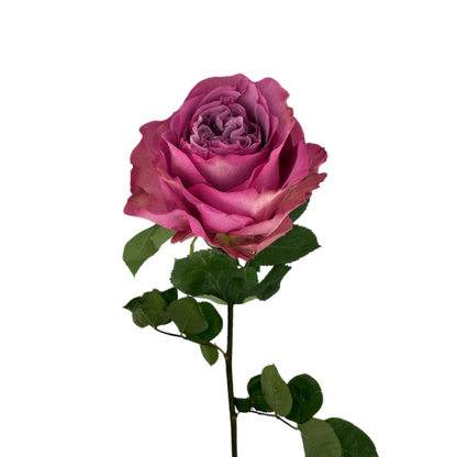 ROSE LAVENDER MOODY BLUES (25 STEM BUNCH)
