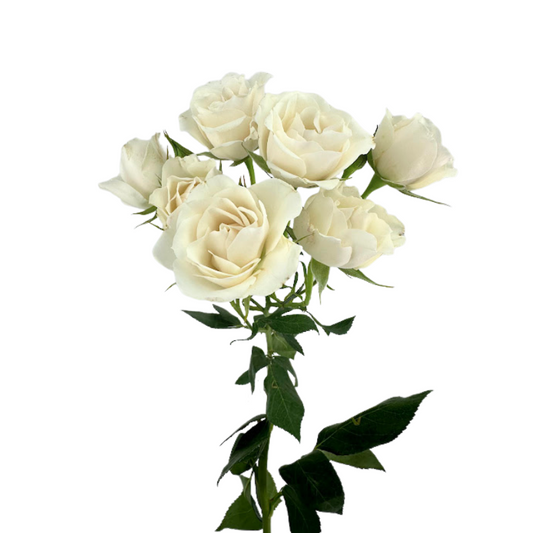 Spray Rose Champagne Majolika (10 Stem Bunch)