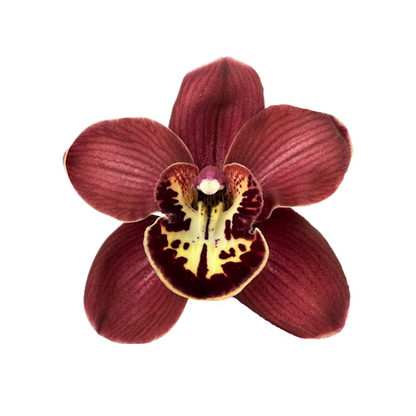 Orchid Cymbidium Brown (SINGLE STEM)