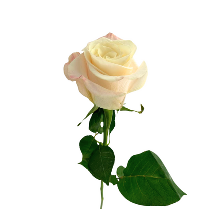 ROSE BLUSH BONE (25 STEM BUNCH)